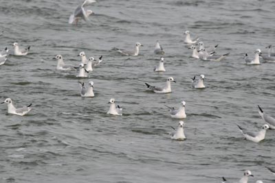 Bonaparte's Gull