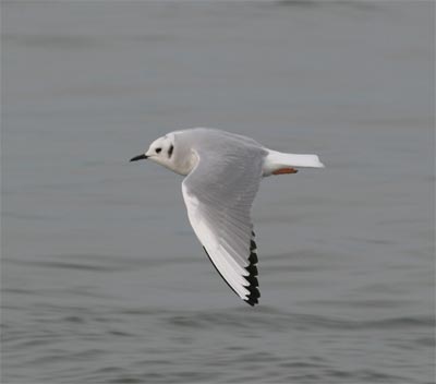 Bonaparte's Gull