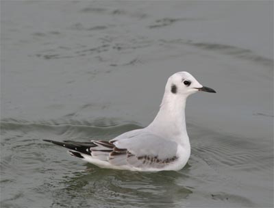 Bonaparte's Gull