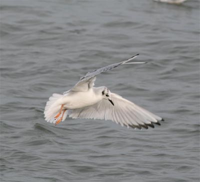 Bonaparte's Gull