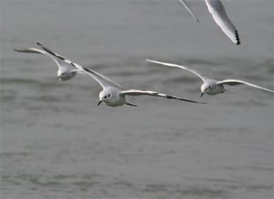 Bonaparte's Gull