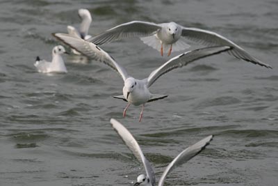 Bonaparte's Gull