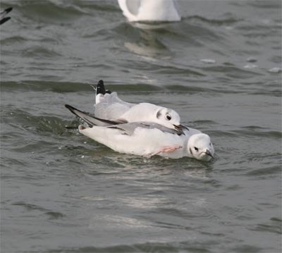 Bonaparte's Gull