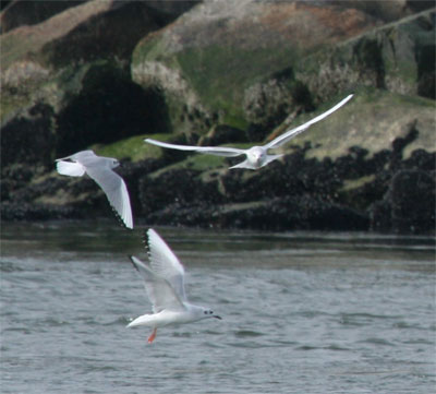 Bonaparte's Gulls