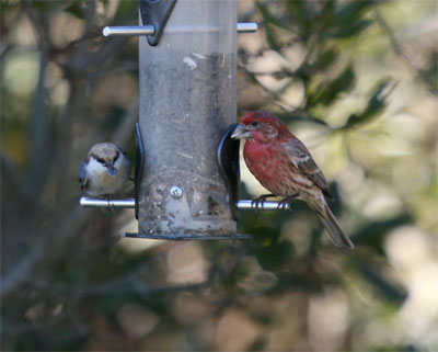 Brown-headed Nuthatch