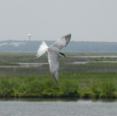 Common Tern