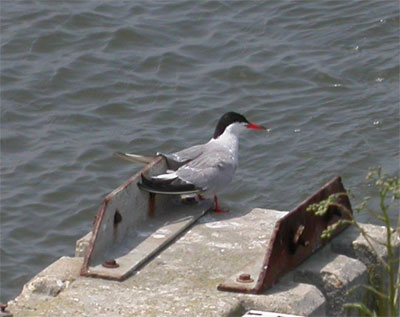 Common Tern