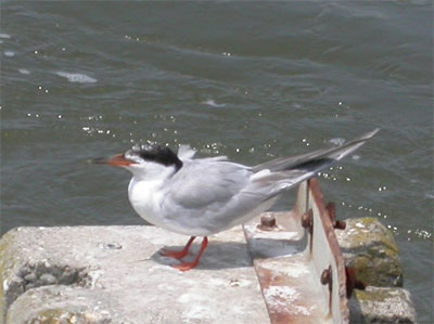 Common Tern