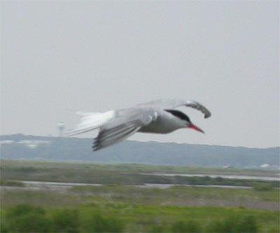 Common Tern