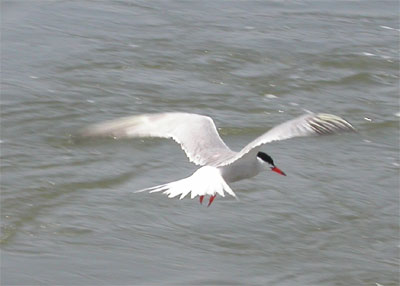 Common Tern