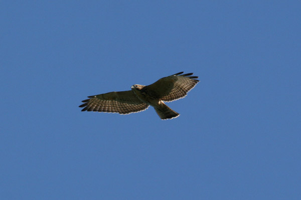 Broad Winged Hawk