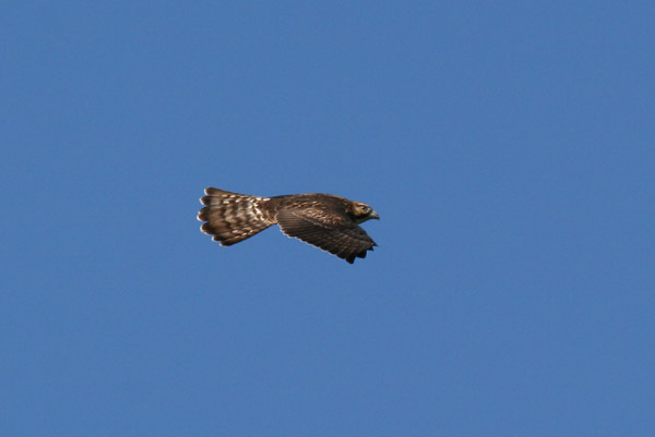 Broad Winged Hawk