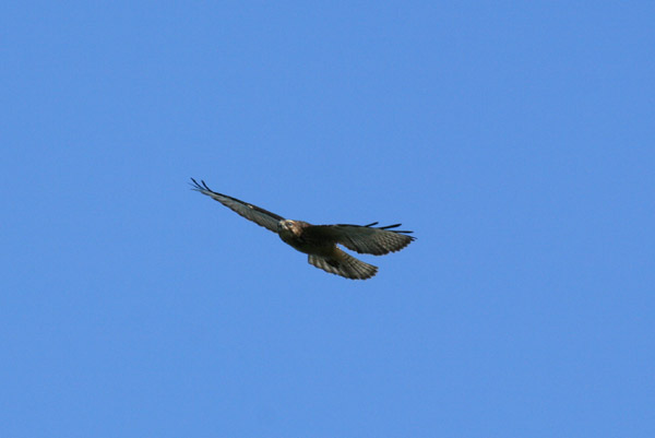 Broad Winged Hawk