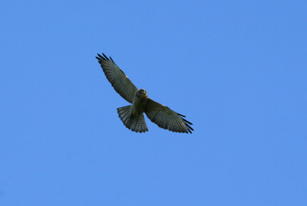 Broad Winged Hawk