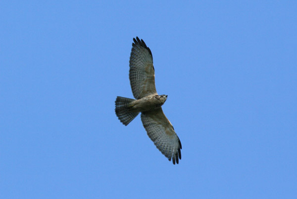 Broad Winged Hawk