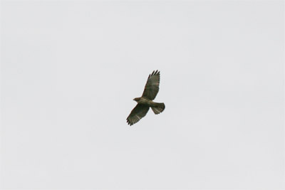 Broad Winged Hawk