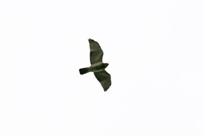 Broad Winged Hawk