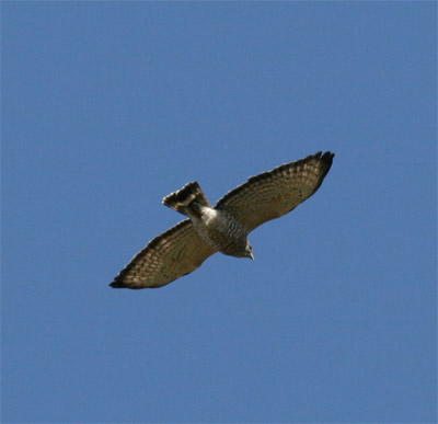 Broad Winged Hawk