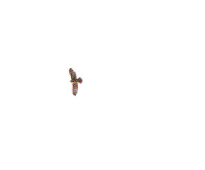 Broad Winged Hawk