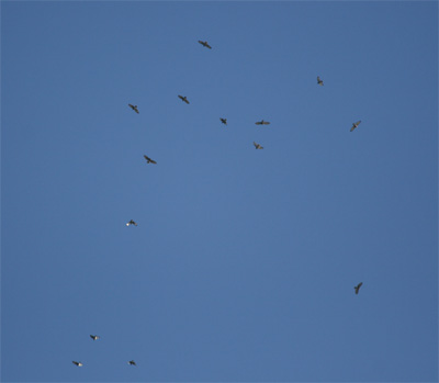 Broad Winged Hawks