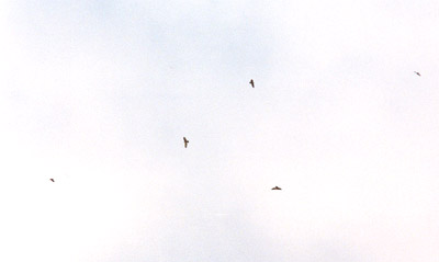 Broad Winged Hawks