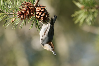 Brown-headed Nuthatch