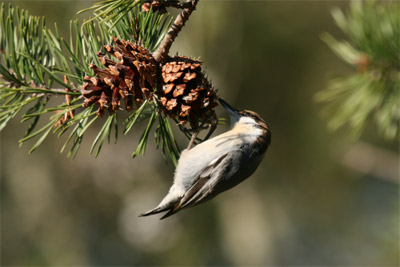 Brown-headed Nuthatch