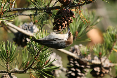 Brown-headed Nuthatch