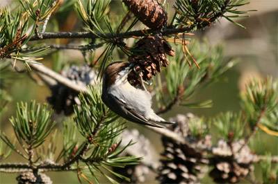 Brown-headed Nuthatch