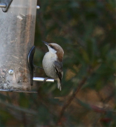 Brown-headed Nuthatch