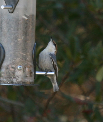 Brown-headed Nuthatch