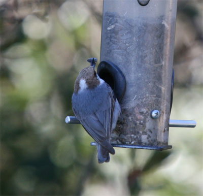 Brown-headed Nuthatch