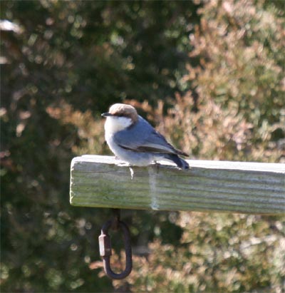 Brown-headed Nuthatch