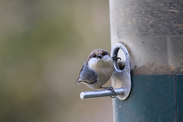 Brown-headed Nuthatch