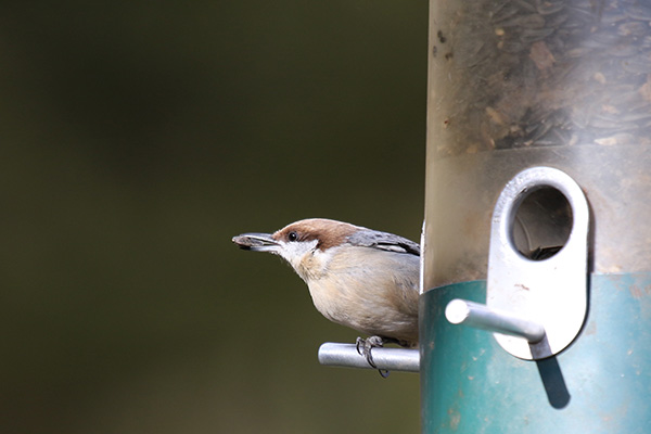 Brown-headed Nuthatch