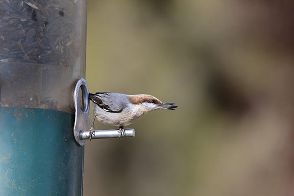 Brown-headed Nuthatch