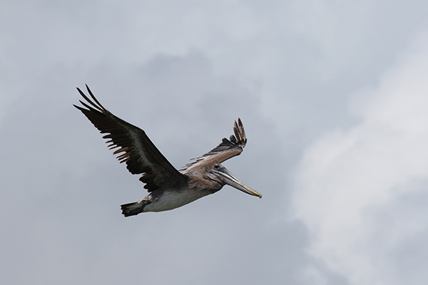 Brown Pelican