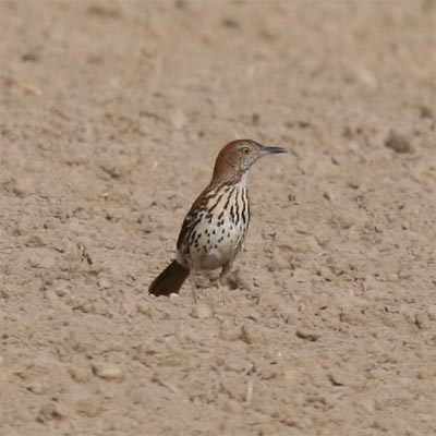 Brown Thrasher