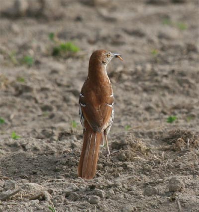 Brown Thrasher