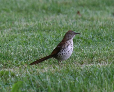 Brown Thrasher