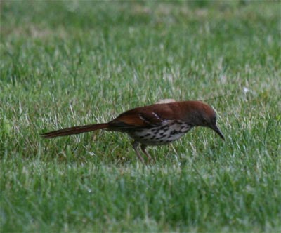 Brown Thrasher