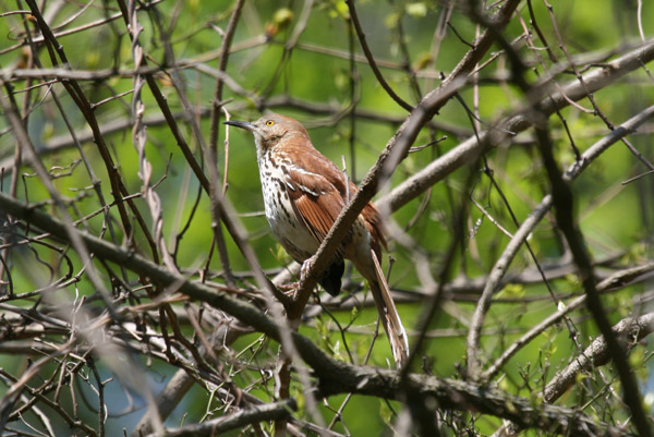 Brown Thrasher