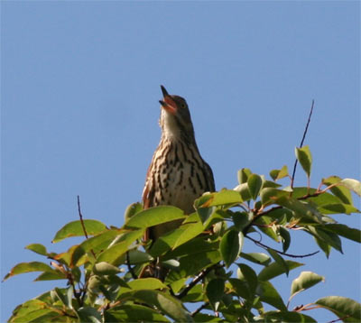 Brown Thrasher