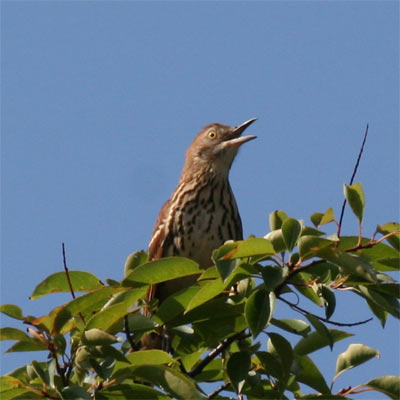 Brown Thrasher