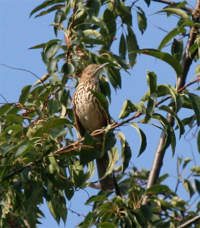 Brown Thrasher