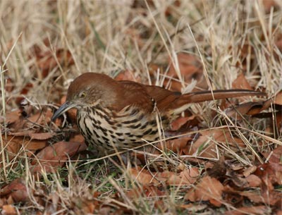 Brown Thrasher