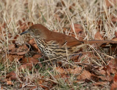 Brown Thrasher