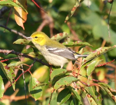 Black-throated Green Warbler