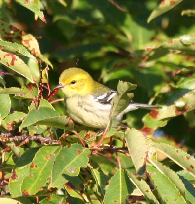 Black-throated Green Warbler