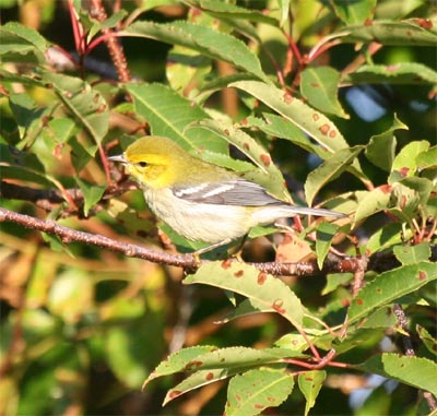 Black-throated Green Warbler